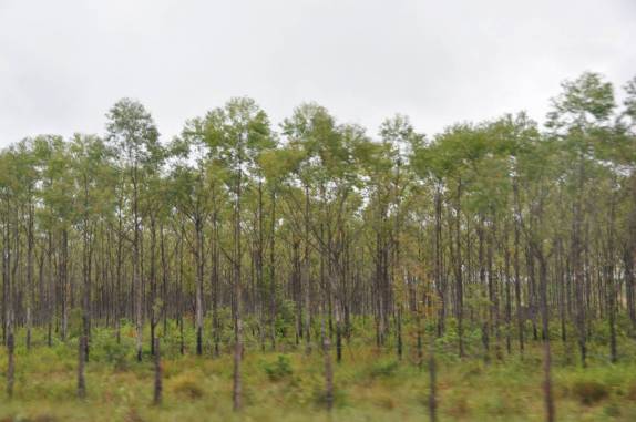Plantação de Eucaliptos na viagem entre Macapá e Oiapoque - AP